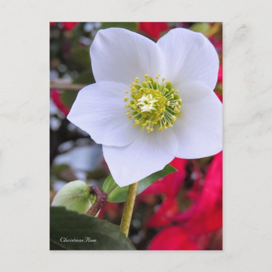 Christmas Rose [Postcard] ポストカード (正面)