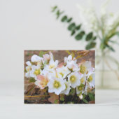 Christmas Rose [Postcard] ポストカード (スタンド正面)