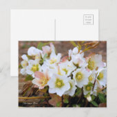 Christmas Rose [Postcard] ポストカード (正面/裏面)
