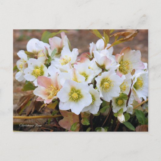 Christmas Rose [Postcard] ポストカード (正面)