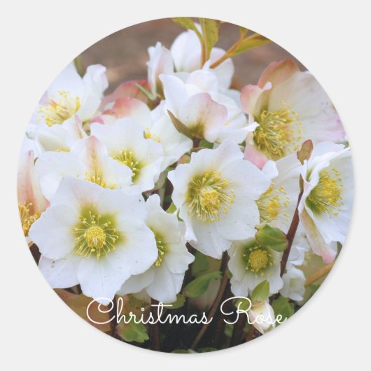 Christmas Rose [Round Seal] ラウンドシール (正面)