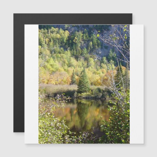 Christmas Tree holiday card, magnetic card (正面/裏面)