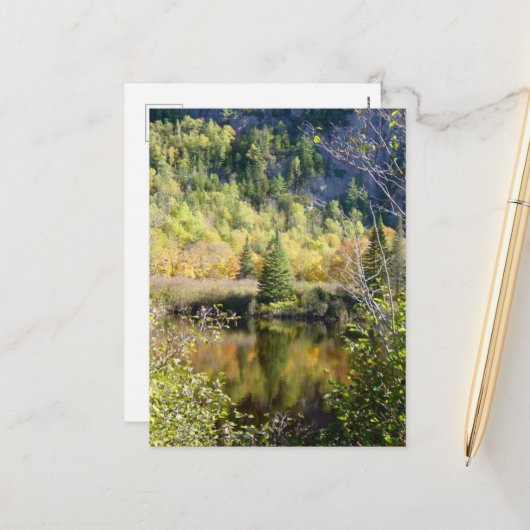 Christmas Tree holiday postcard シーズンポストカード (正面/裏面インサイチュ)