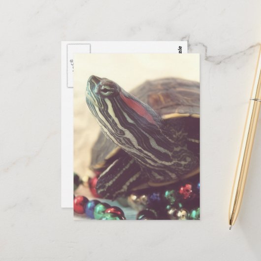 Christmas Turtle ポストカード (正面/裏面インサイチュ)