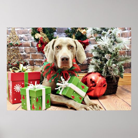 Christmas - Weimaraner - Lucy ポスター (正面)