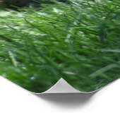 Chrysocyonのbrachyurus ポスター (角)