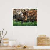 Chrysocyonのbrachyurus ポスター (キッチン)