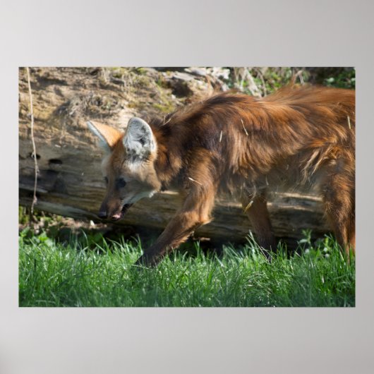 Chrysocyonのbrachyurus ポスター (正面)