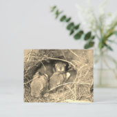 Chubby Bunny Challenge - ポストカード (スタンド正面)