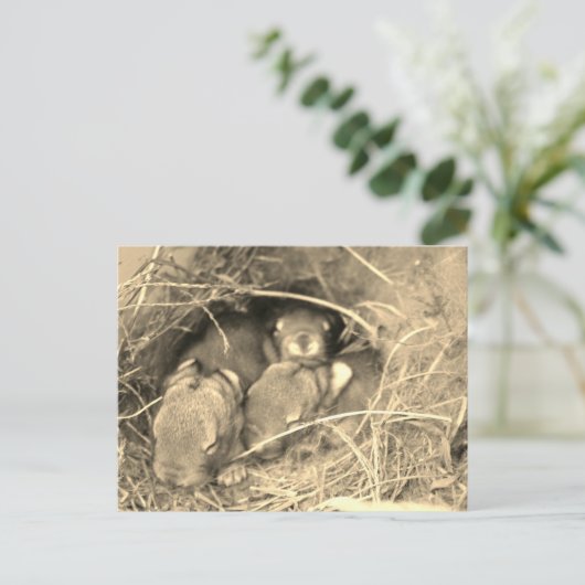 Chubby Bunny Challenge - ポストカード (スタンド正面)