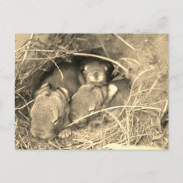 Chubby Bunny Challenge - ポストカード