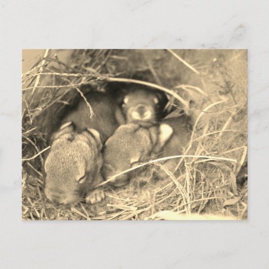 Chubby Bunny Challenge - ポストカード (正面)