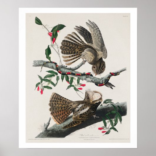 Chuck-will's Widow by Audubon Poster ポスター (正面)