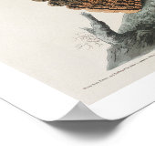 Chuck-will's Widow by Audubon Poster ポスター (角)