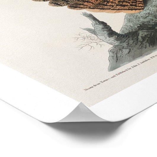 Chuck-will's Widow by Audubon Poster ポスター (角)