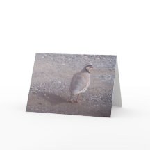 Chukarのクリスマスカード