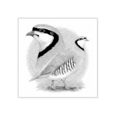 Chukar Partridge Combo ラバースタンプ (インプリント)