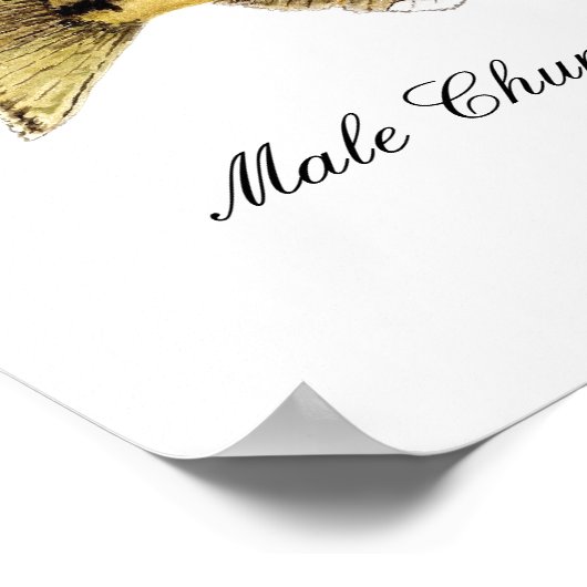 Chum Salmon ポスター (角)