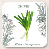 Ciboulette — Allium schoenoprasum コースター (正面)