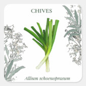 Ciboulette — Allium schoenoprasum スクエアシール (正面)