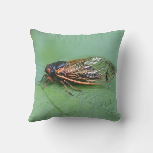 Cicada写真 クッション (裏面)