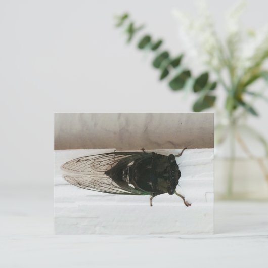 Cicada写真 ポストカード (スタンド正面)