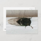 Cicada写真 ポストカード (正面/裏面)