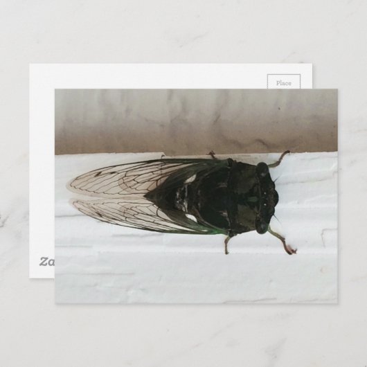 Cicada写真 ポストカード (正面/裏面)