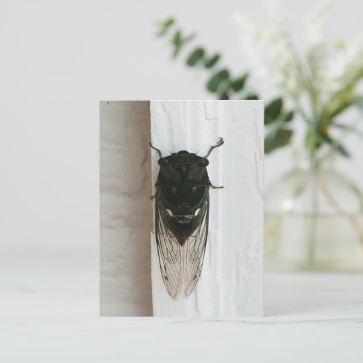 Cicada写真 ポストカード (スタンド正面)