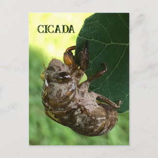 Cicada – はがき