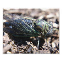 Cicada 8x10フォトプリント