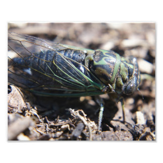 Cicada 8x10フォトプリント フォトプリント