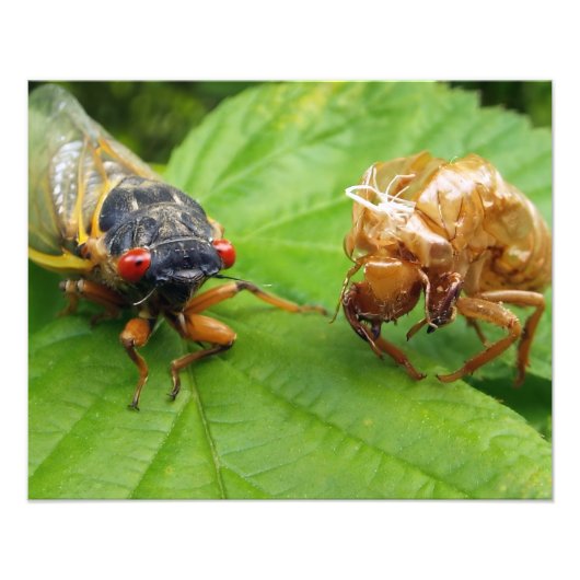 cicada and shell フォトプリント            (正面)