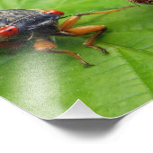 cicada and shell フォトプリント            (角)