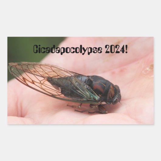 Cicadapocolypse 2024 長方形シール (正面)
