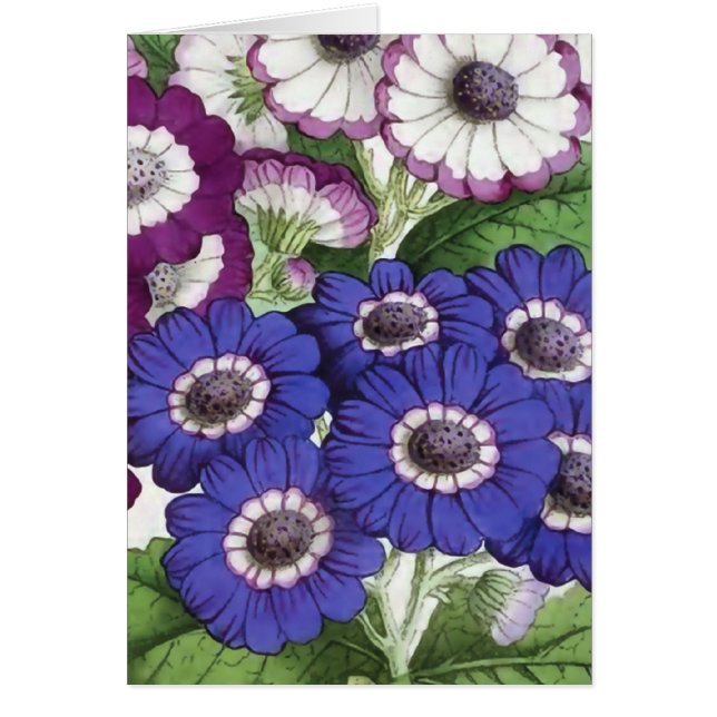 "Cineraria"のヴィンテージの花のイラストレーション (正面)