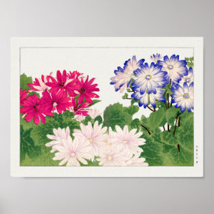Cineraria by谷上湖南 ポスター