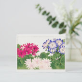 Cineraria by谷上湖南 ポストカード (スタンド正面)