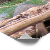 Cinnamon Bear ポスター (角)