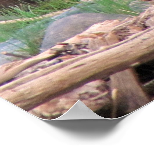 Cinnamon Bear ポスター (角)