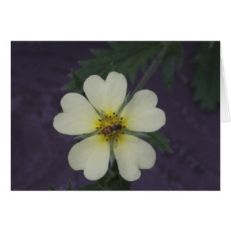 Cinquefoilの蜂