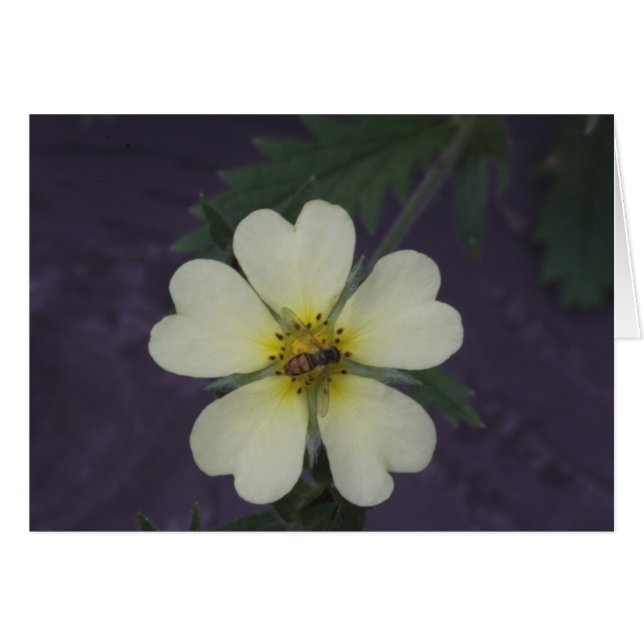 Cinquefoilの蜂 (正面横)