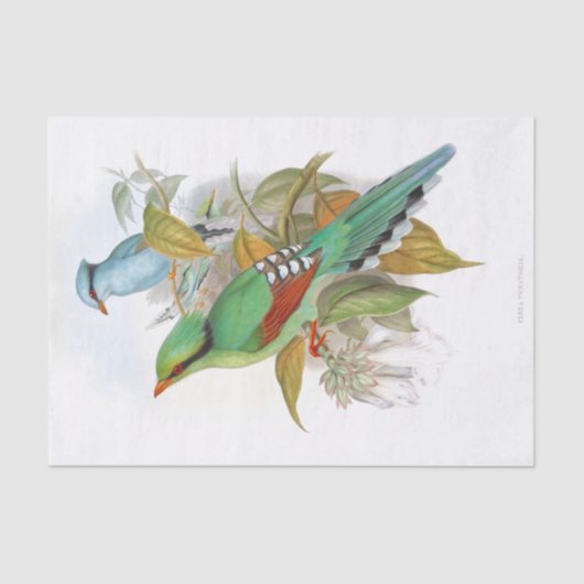 Cissa Venatoria Decopage 薄葉紙 (正面)