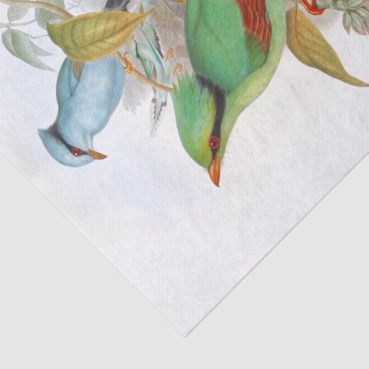 Cissa Venatoria Decopage 薄葉紙 (詳細)