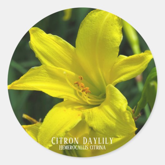 Citron Daylily ラウンドシール (正面)