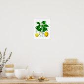 Citrus Fruit Lemon Botanical Print no. 7 Wall Art ポスター (キッチン)