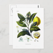 Citrus limonum (Lemon) ポストカード (正面/裏面)