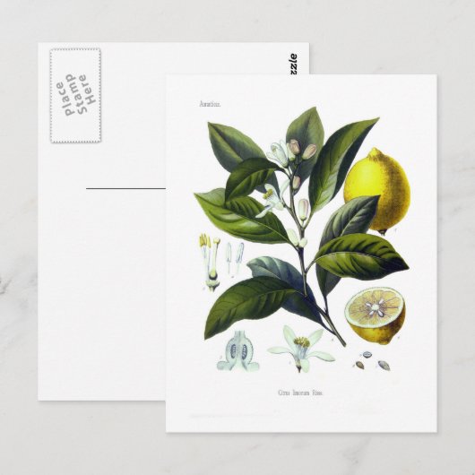 Citrus limonum (Lemon) ポストカード (正面/裏面)