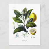 Citrus limonum (Lemon) ポストカード (正面)