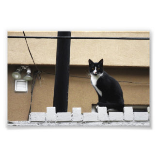 City 初期の Cat 6" x 4インチプリント03 フォトプリント